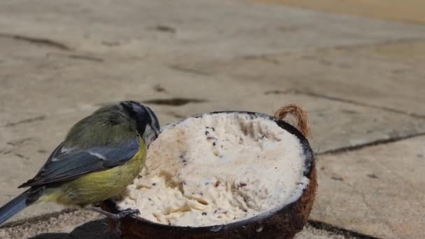 Blue Tit Robin Feeding Coconut Suet Shell — Stock Video
