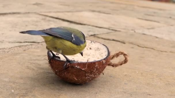 Blue Tit Robin Feeding Coconut Suet Shell — Video Stock