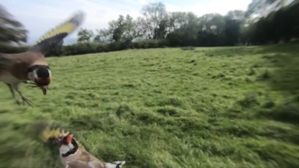 European Goldfinches Feeding Bird Table Ireland — Vídeo de Stock