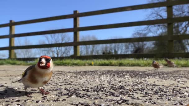 European Goldfinches Feeding Bird Table Ireland — Stok video