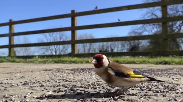 European Goldfinches Feeding Bird Table Ireland — Vídeo de Stock