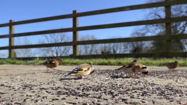 European Goldfinches Feeding Bird Table Ireland — Vídeo de stock