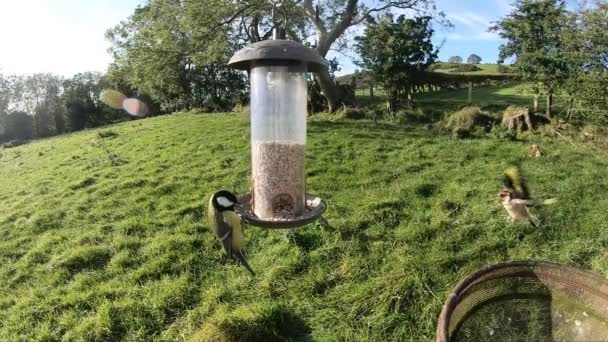 European Goldfinches Feeding Bird Table Ireland — Stock video