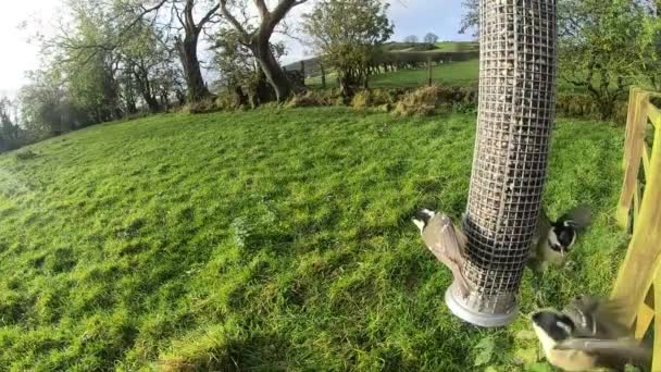 Coal Tits Bird Feeder Slow Motion — Αρχείο Βίντεο