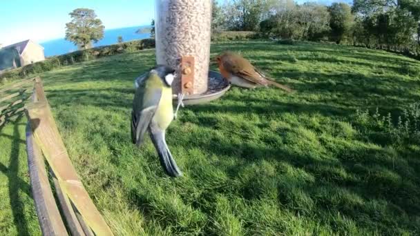 Goldfinch Chaffinch Fighting Bird Feeder Slow Motion — Stockvideo