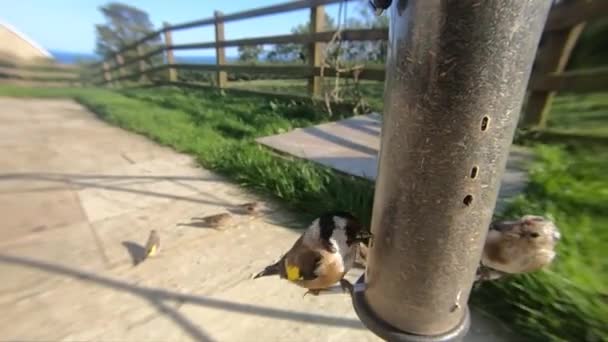 Goldfinch Feeding Bird Feeder — Stockvideo