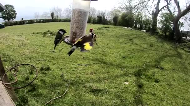 Goldfinch Feeder Slow Motion — Stok video