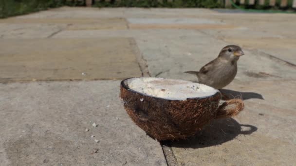 Female House Sparrow Feeding Insect Coconut Suet Shell Ground — Vídeos de Stock