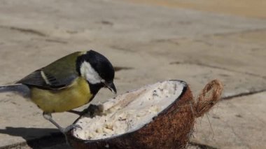 Great Tit feeding from Insect Coconut Suet Shell on the ground