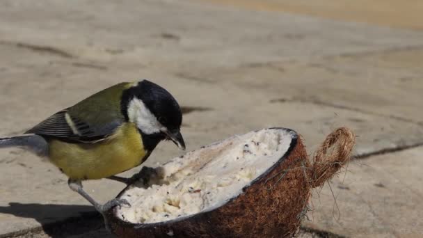 Great Tit Feeding Insect Coconut Suet Shell Ground — Stock video