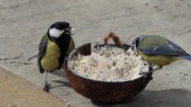 Great Tit feeding from Insect Coconut Suet Shell on the ground