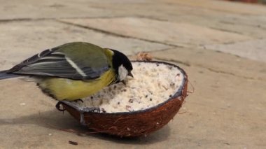 Great Tit feeding from Insect Coconut Suet Shell on the ground