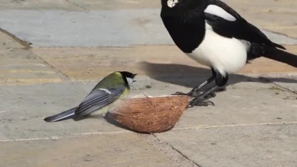 Great Tit Feeding Insect Coconut Suet Shell Ground — Vídeos de Stock