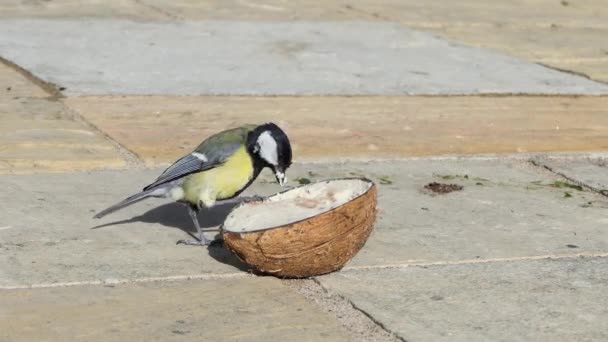 Great Tit Feeding Insect Coconut Suet Shell Ground — Vídeos de Stock