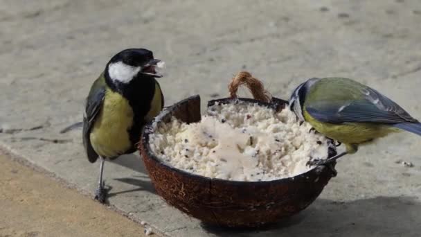 Great Tit Feeding Insect Coconut Suet Shell Ground — ストック動画