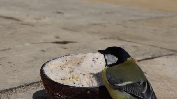 Great Tit Feeding Insect Coconut Suet Shell Ground — Vídeo de Stock