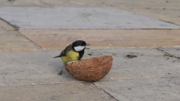 Great Tit Feeding Insect Coconut Suet Shell Ground — Vídeos de Stock