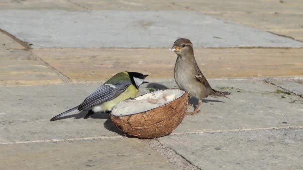 Great Tit Feeding Insect Coconut Suet Shell Ground — Vídeos de Stock