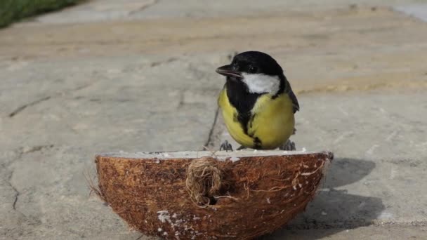 Great Tit Feeding Insect Coconut Suet Shell Ground — Vídeos de Stock