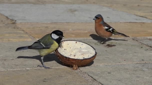 Great Tit Feeding Insect Coconut Suet Shell Ground — Vídeos de Stock