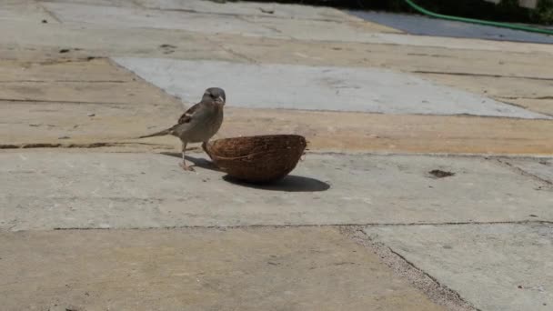 Moineau Domestique Nourrissant Une Coquille Suif Noix Coco — Video