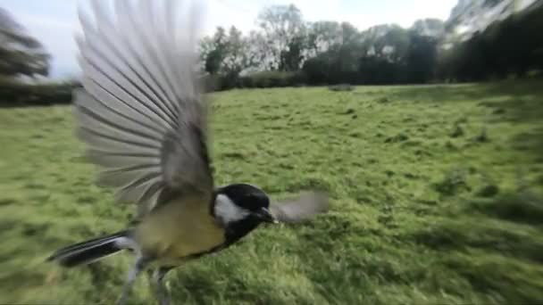 Great Tits Bird Feeder Slow Motion — Vídeos de Stock