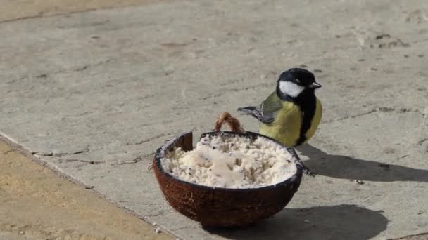 Great Tits Bird Feeder Slow Motion — стоковое видео