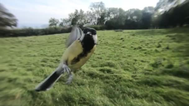 Great Tits Bird Feeder Slow Motion — Video