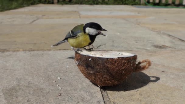 Great Tits Bird Feeder Slow Motion — Stok video