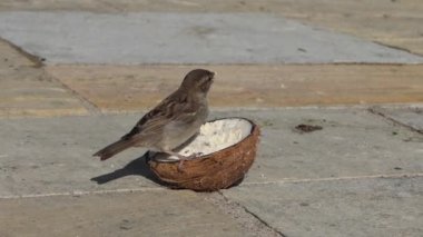 Sparrow Hanesi hindistan cevizi süet kabuğunda besleniyor. 