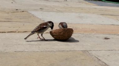 Sparrow Hanesi hindistan cevizi süet kabuğunda besleniyor. 