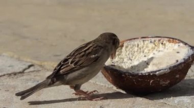 Sparrow Hanesi hindistan cevizi süet kabuğunda besleniyor. 