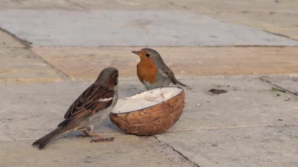 Huis Sparrow Voedend Een Kokosnoot Suet Shell — Stockvideo