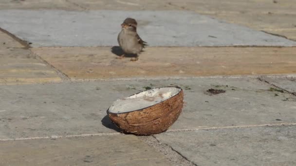 House Sparrow Feeding Coconut Suet Shell — Stock Video