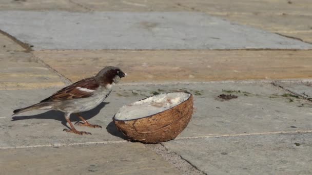 Casa Sparrow Alimentando Uma Casca Coco Suet — Vídeo de Stock