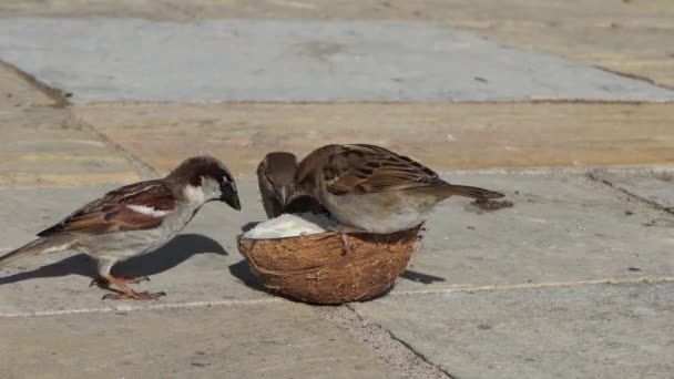 Huis Sparrow Voedend Een Kokosnoot Suet Shell — Stockvideo