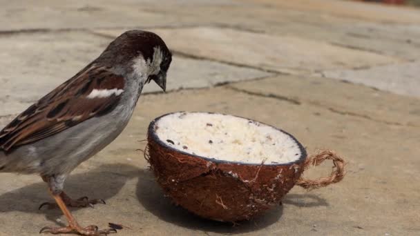 Casa Sparrow Alimentando Uma Casca Coco Suet — Vídeo de Stock