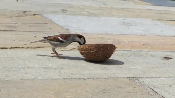 Huis Sparrow Voedend Een Kokosnoot Suet Shell — Stockvideo