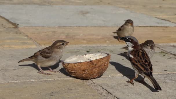 Sparrow Hanesi Hindistan Cevizi Süet Kabuğunda Besleniyor — Stok video