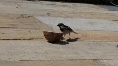 Sparrow Hanesi hindistan cevizi süet kabuğunda besleniyor. 