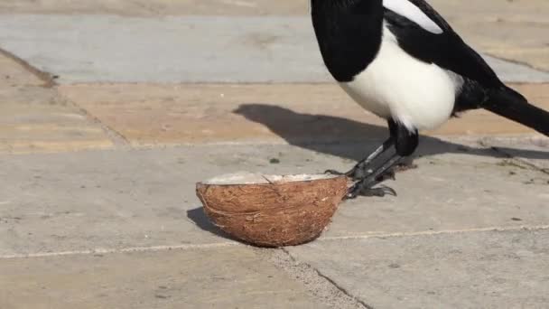 Magpie Feeding Coconut Suet Shell — Stock Video