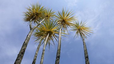 Metin kopyası için mavi gökyüzü arkaplanı ile rüzgarda esen palmiye ağaçları