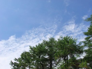 Mavi gökyüzü ve ağaçlar