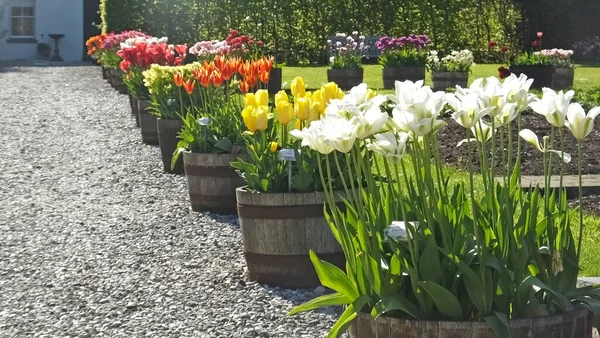 Hermosa Mezcla Tulipanes Jardín — Foto de Stock