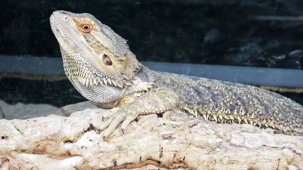 Bärtige Drachen Chamäleon Eidechse Einer Regenwüste — Stockfoto