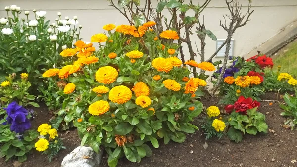 Hermosa Mezcla Caléndula Begonias Rosas Flores Jardín Amurallado Irlanda —  Fotos de Stock