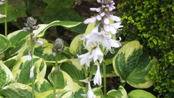 Hermosa Mezcla Flores Jardín Amurallado Irlanda —  Fotos de Stock