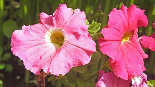 Schöne Mischung Aus Petunien Begonien Blumen Und Rosen Einem Ummauerten — Stockfoto