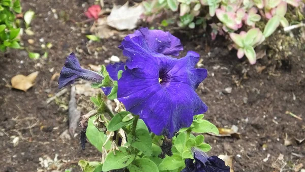 Schöne Mischung Aus Petunien Begonien Blumen Und Rosen Einem Ummauerten — Stockfoto