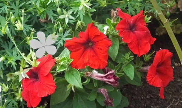 Schöne Mischung Aus Petunien Begonien Blumen Und Rosen Einem Ummauerten — Stockfoto